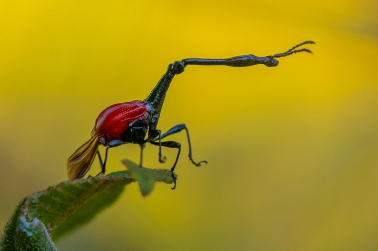 064 Ranomafana NP, malagassische girafkever.jpg